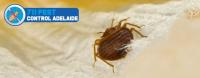 711 Bed Bugs Control Adelaide image 10